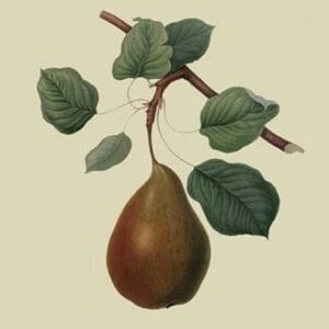 Brown's Beurre Pear by William Hooker #2 - Art Print
