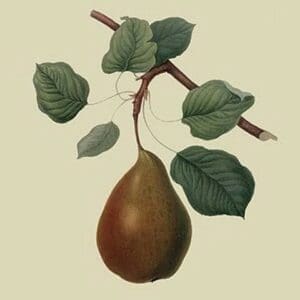 Brown's Beurre Pear by William Hooker - Art Print