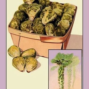 Brussel Sprouts - Art Print