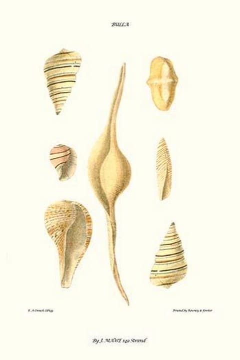 Bubble Shells By John Mawe - Art Posters or Prints on Paper or Canvas ...