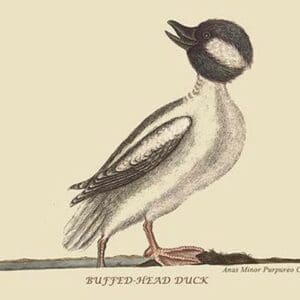Buffed Head Duck by Mark Catesby #2 - Art Print