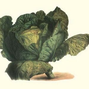 Cabbage Head by Philippe-Victoire Lev que de Vilmorin - Art Print