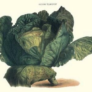Cabbage by Philippe-Victoire Lev que de Vilmorin - Art Print