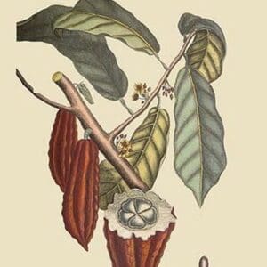 Cacao or Chocolate Tree by Mark Catesby - Art Print