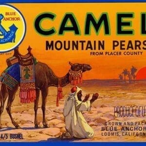Camel Mountain Pears - Art Print