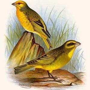 Cape Canary & Sulpher-colored seed eater by Frederick William Frohawk #2 - Art Print