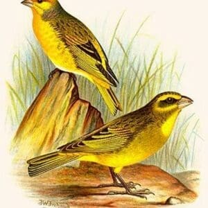 Cape Canary & Sulpher-colored seed eater by Frederick William Frohawk - Art Print