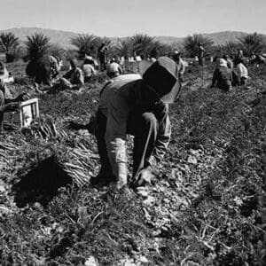 Carrot pullers by Dorothea Lange - Art Print