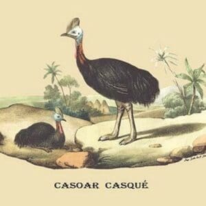 Casoar Casque (Cassowary) by E. F. Noel - Art Print