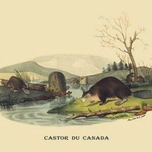 Castor du Canada (Beaver) by E. F. Noel - Art Print