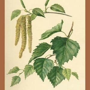 Catkin & Leaves of the Birch by W.H.J. Boot - Art Print