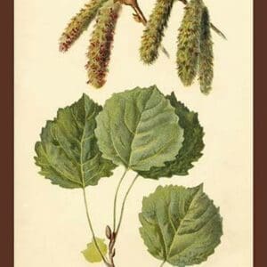Catkins and Leaves of the Aspen Poplar by W.H.J. Boot - Art Print