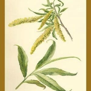 Catkins and Leaves of the Willow by W.H.J. Boot - Art Print