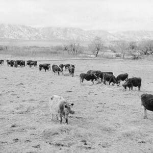 Cattle in South Farm by Ansel Adams - Art Print