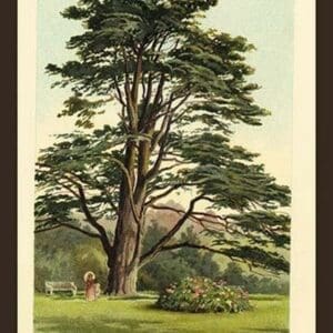 Cedar of LeBanon by W.H.J. Boot - Art Print