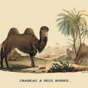 Chameau a Deux Bosses (Camel) by E. F. Noel - Art Print