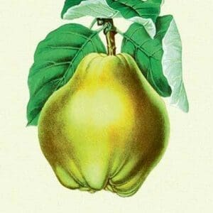 Champion Pears - Art Print