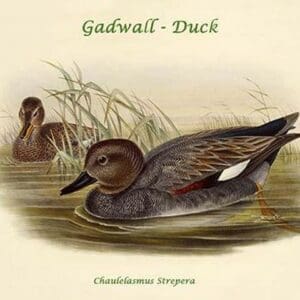 Chaulelasmus Strepera - Gadwall - Duck by John Gould - Art Print