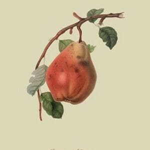 Chaumontel Pear by William Hooker #2 - Art Print
