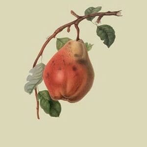 Chaumontel Pear by William Hooker - Art Print