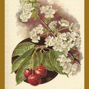 Cherry Blossom Fruit by W.H.J. Boot - Art Print