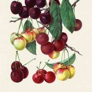 Cherry Gallery - Art Print