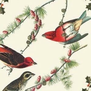 Christmas Birds and Holly by Sara Pierce - Art Print