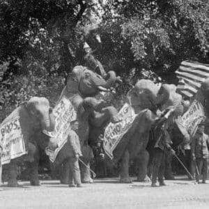 Circus Elephants Visit the White House - Art Print