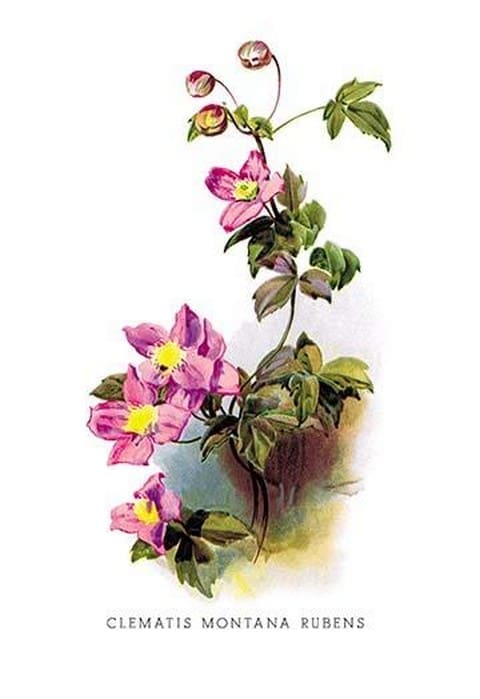 Clematis Montana Rubens by H.G. Moon - Art Print