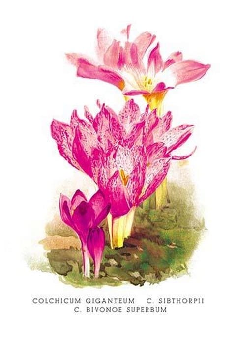 Colchicum Giganteum: C. Sibthorpii C. Bivonoe Superbum by H.G. Moon - Art Print