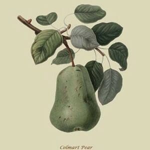 Colmart Pear by William Hooker #2 - Art Print