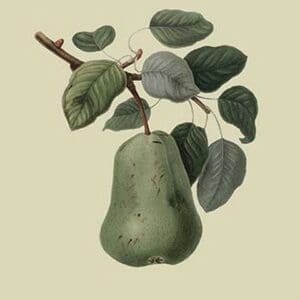 Colmart Pear by William Hooker - Art Print