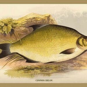 Common Bream by A.F. Lydon - Art Print