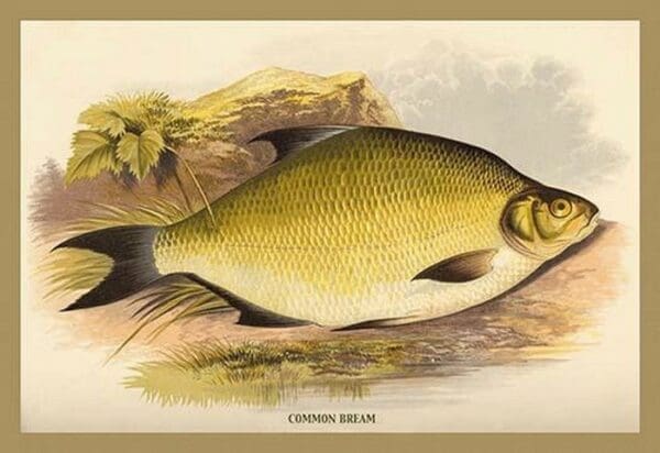 Common Bream by A.F. Lydon - Art Print