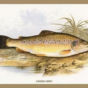 Common Trout by A.F. Lydon - Art Print