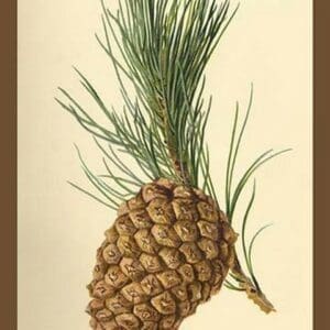 Cone of a Stone Pine by W.H.J. Boot - Art Print