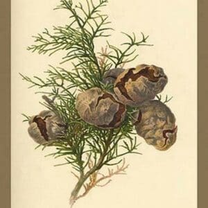 Cones of The Cypress by W.H.J. Boot - Art Print