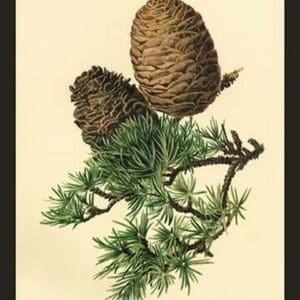Cones of the Cedar by W.H.J. Boot - Art Print