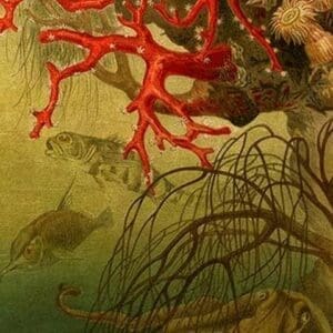 Coral by Friedrich Wilhelm Kuhnert - Art Print