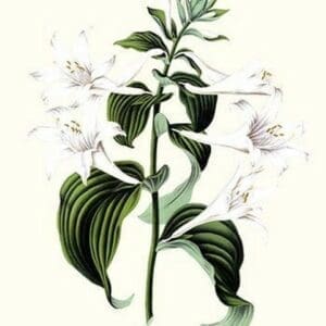 Corfu Lily by Louis Benoit Van Houtte - Art Print