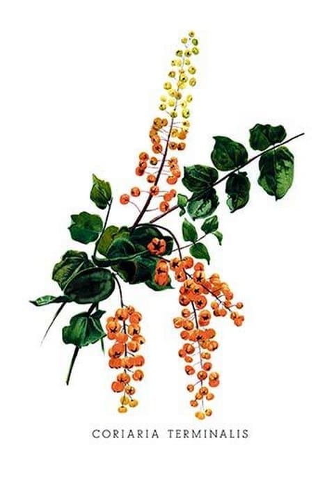 Coriaria Terminalis by H.G. Moon - Art Print