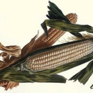 Corn by Philippe-Victoire Lev que de Vilmorin - Art Print