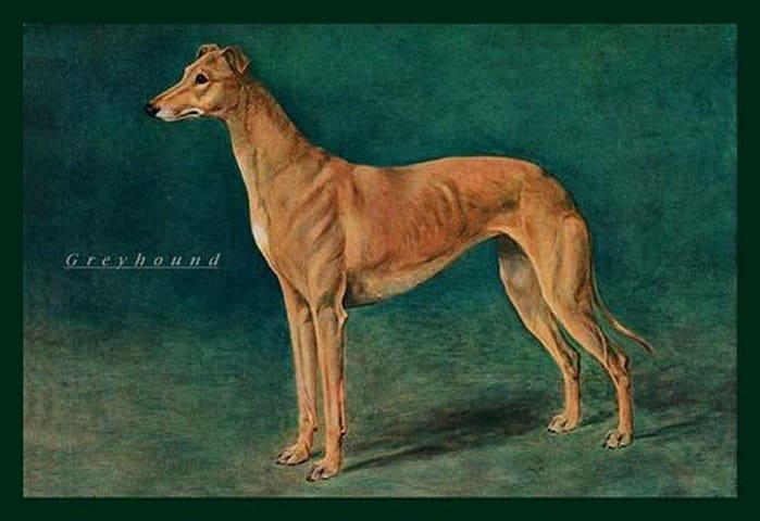 Coursing Greyhound - Vintage Image Shop