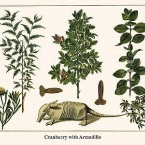 Cranberry with Armadillo by Albertus Seba - Art Print