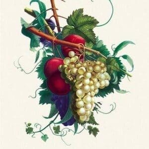 Creveling Grapes and Plums - Art Print