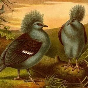 Crowned Pigeons by Friedrich Wilhelm Kuhnert - Art Print
