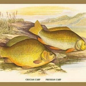 Crucian and Prussian Carp by A.F. Lydon - Art Print
