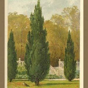 Cypress by W.H.J. Boot - Art Print