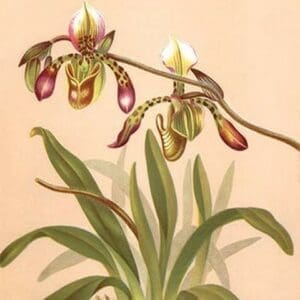 Cypripedium Haynaldianum; Paphiopedilium by H.G. Moon - Art Print