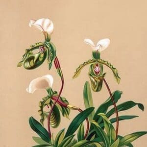 Cypripedium Spicerianum; East Indian Lady Slipper by H.G. Moon #2 - Art Print